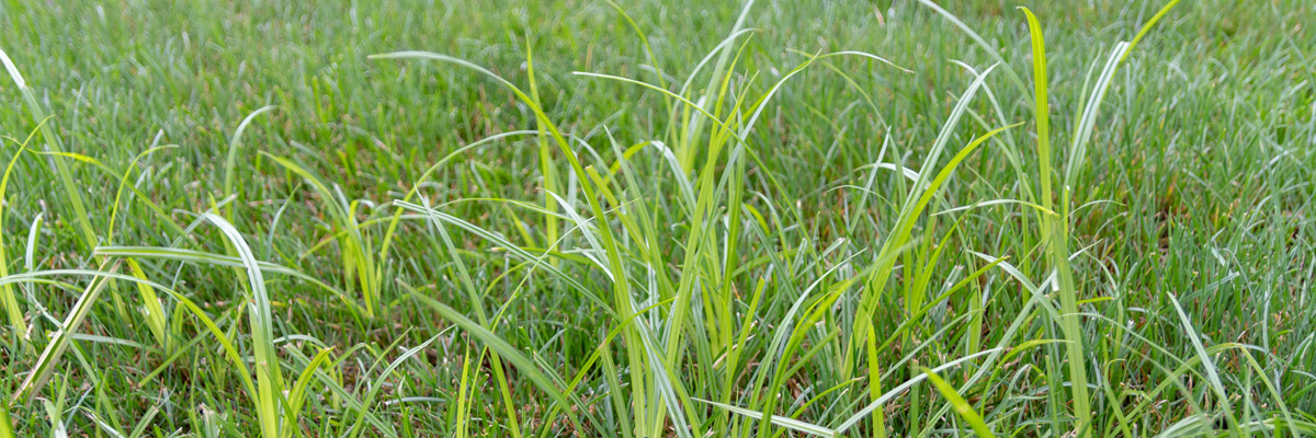nutsedge